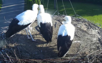 Imagen de vista previa de la cámara web storks Posada Zarszyńska